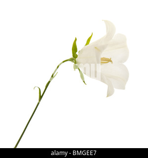 Bellflower campanula (blanc), isolé sur blanc Banque D'Images