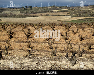 Viñedos en Navarra. España. CAMINO DE SANTIAGO. Vignes en Navarre. L'Espagne. Chemin de Saint Jacques. Banque D'Images