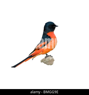 Minivet rouge écarlate mâle, Pericrocotus flammeus, le Xishuangbanna, Yunnan, Chine Banque D'Images