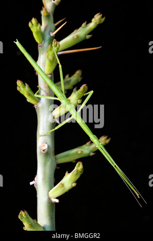 Walking stick insect - Los Novios - Ranch près de Cotulla, Texas USA Banque D'Images