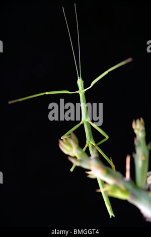 Walking stick insect - Los Novios - Ranch près de Cotulla, Texas USA Banque D'Images