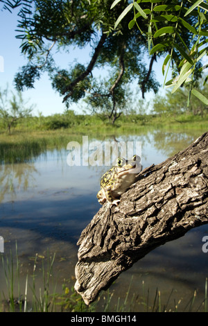 Crapaud de table - Los Novios - Ranch près de Cotulla, Texas USA Banque D'Images