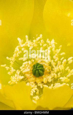 Close-up de fleur jaune d'Oponce de l'Est - Los Novios - Ranch près de Cotulla, Texas USA Banque D'Images
