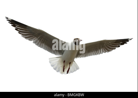 Brown, mouette Larus brunnicephalus, en vol Lac Qinghai Chine Banque D'Images