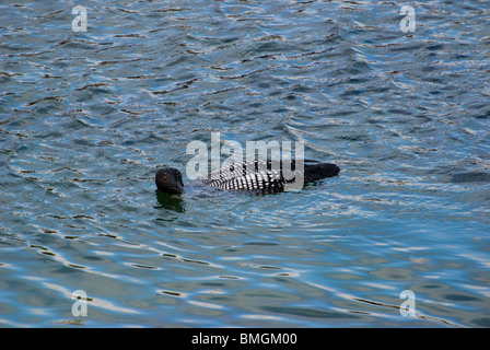 La Great Northern Diver (Gavia immer) surfacing Banque D'Images