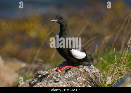 Le Guillemot à miroir (Cepphus grylle) standing on rock Banque D'Images