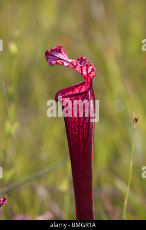 Sarracénie parées de blanc forme rouge hybride avec influence d'autres espèces voisines Sarracenia leucophylla Alabama USA Banque D'Images