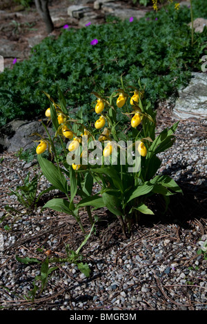 Grande Lady's Slipper jaune - Orchidées Cypripedium calceolus variété pubescens dans l'Est des Etats-Unis d'un jardin Banque D'Images