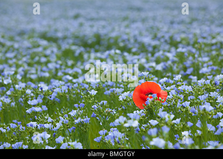 Simple pavot rouge dans le champ de lin bleu au printemps, faible profondeur de champ Banque D'Images