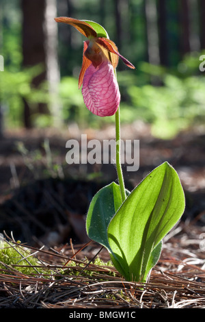 Pink Lady's Slipper Orchid Cypripedium acaule fleurs mocassin ou l'Est de l'USA Banque D'Images