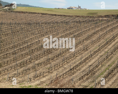 Viñedos en Navarra. España. CAMINO DE SANTIAGO. Vignes en Navarre. L'Espagne. Chemin de Saint Jacques. Banque D'Images