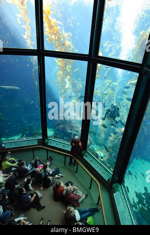 Le fameux réservoir de varech géant à l'Aquarium de Monterey Bay. Banque D'Images