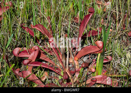 Plante carnivore Sarracenia psittacina Parrot Sarracénie sud-est des États-Unis d'Amérique Banque D'Images