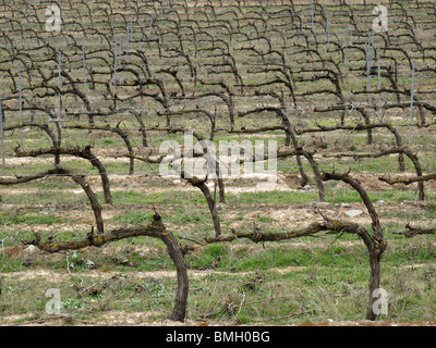 Viñedos en Navarra. España. CAMINO DE SANTIAGO. Vignes en Navarre. L'Espagne. Chemin de Saint Jacques. Banque D'Images