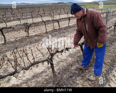 Vignes en Navarre. L'Espagne. Chemin de Saint Jacques. vignoble hiver sec d'hiver Banque D'Images