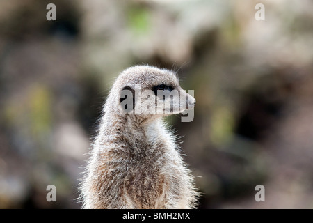 Les suricates captif à Blair Drummond Safari Park, Stirlingshire, Scotland, UK Banque D'Images