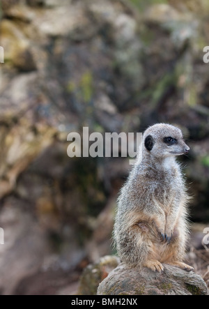 Les suricates captif à Blair Drummond Safari Park, Stirlingshire, Scotland, UK Banque D'Images