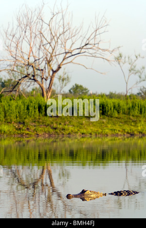 Alligator en paysage - Los Novios - Ranch près de Cotulla, Texas USA Banque D'Images