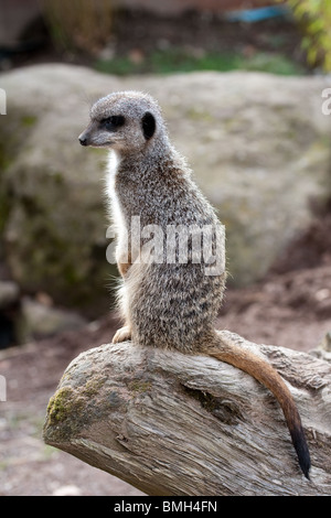 Les suricates captif à Blair Drummond Safari Park, Stirlingshire, Scotland, UK Banque D'Images