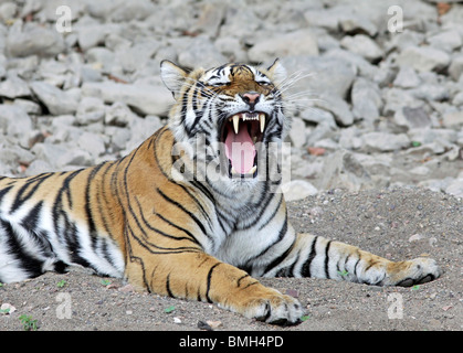 Bâillements Tigre de large et montre ses canines à Ranthambhore National Park, Inde Banque D'Images