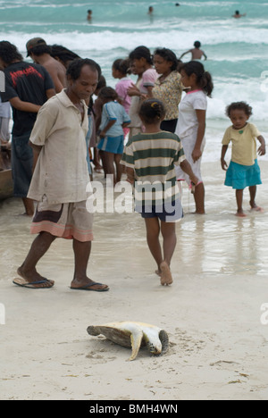 La mort, la tortue verte Chelonia mydas, mis à terre par les pêcheurs, Kai Kecil, Moluques, Indonésie Banque D'Images