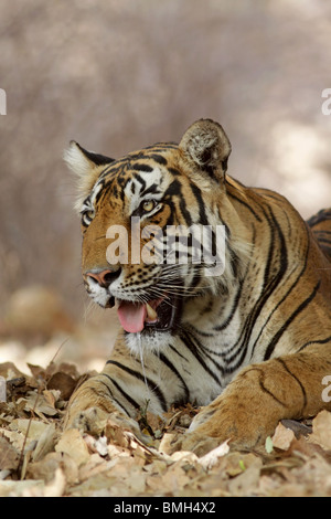 Portrait du tigre. Photo prise dans le Parc National de Ranthambhore, Inde Banque D'Images