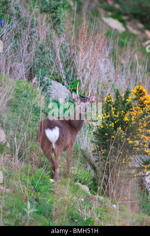 Pricket le cerf sika (Cervus nippon). Banque D'Images