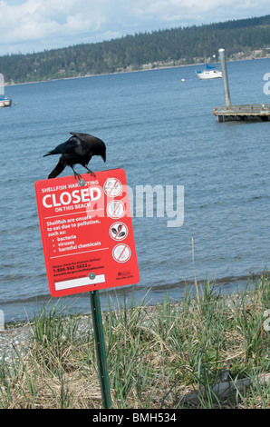 Raven se dresse au sommet du panneau d'avertissement de fruits de mer plage Banque D'Images