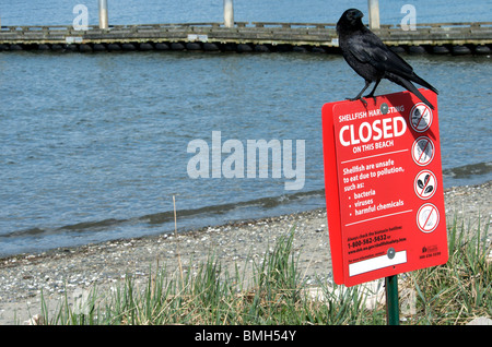 Raven se dresse au sommet du panneau d'avertissement de fruits de mer plage Banque D'Images