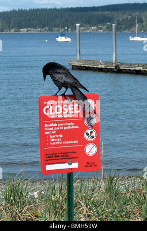 Oiseau noir se dresse au sommet du panneau d'avertissement de coquillages de plage Banque D'Images