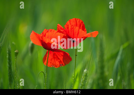 Deux rouges coquelicots dans champ de blé au printemps Banque D'Images