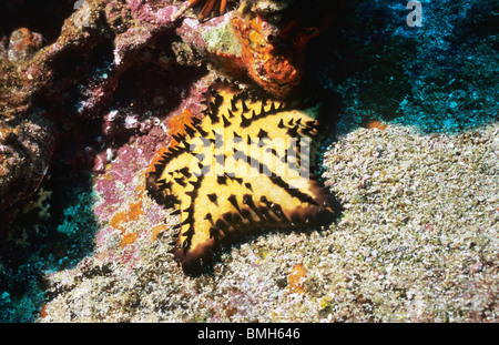 Étoile de mer aux copeaux de chocolat. Étoile de mer. Sous l'eau dans les îles Galapagos. La photographie sous-marine. La vie marine sous-marine colorée Banque D'Images