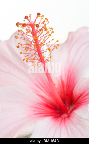 Studio macro d'une fleur d'hibiscus rose avec les anthères et les stigmates Banque D'Images