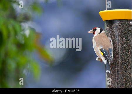 Chardonneret jaune sur un convoyeur d'alimentation des oiseaux nyjer dans un jardin Banque D'Images