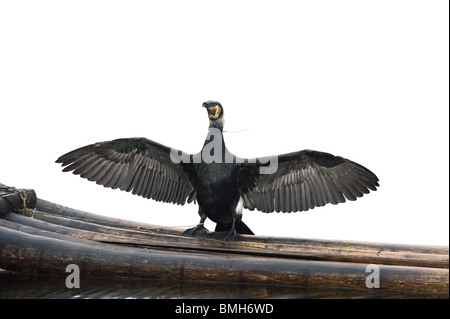 Cormorant, Phalacrocorax carbo, avec le cou attaché pour éviter d'avaler le poisson, les ailes de séchage sur fishermans en radeau de bambou Chine Yangshuo Banque D'Images