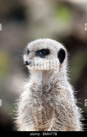 Les suricates captif à Blair Drummond Safari Park, Stirlingshire, Scotland, UK Banque D'Images