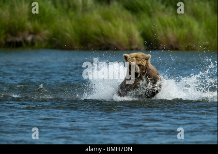L'ours brun, Katmai National Park, Alaska Banque D'Images