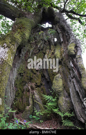 Vue à l'intérieur de Remedy Oak tree. Dorset, UK Mai 2008 Vieil arbre censées guérir le scorbut si le roi Édouard 6e touché les personnes allergiques Banque D'Images