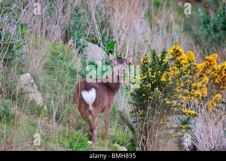 Pricket le cerf sika (Cervus nippon). Banque D'Images