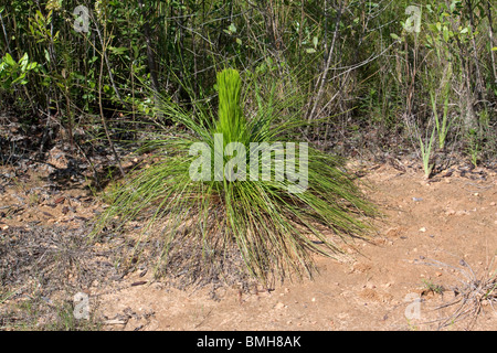 Des semis Longleaf pine Pinus palustris Alabama USA Banque D'Images