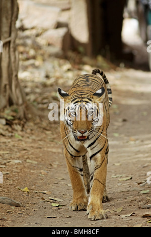 Tigre femelle à marcher en direction de la caméra. Cliché pris à Ranthambhore National Park, Inde Banque D'Images