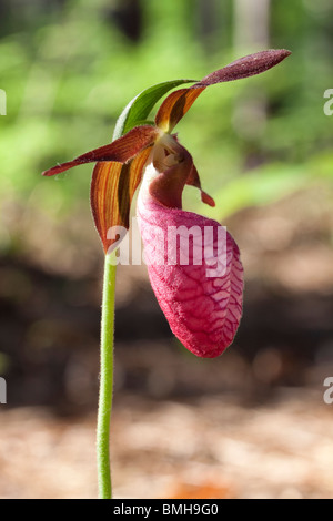 Pink Lady's Slipper Orchid Cypripedium acaule fleurs mocassin ou l'Est de l'USA Banque D'Images