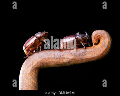 Vue rapprochée de deux coléoptères corne au cours d'escalade sur une clôture métallique rouillée. Banque D'Images