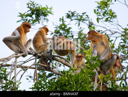 Les singes Proboscis, parc national de Tanjung Puting, Kalimantan, Indonésie Banque D'Images