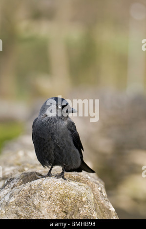 Choucas, (Corvus monedula) perché sur un mur en pierre sèche, Derbyshire Banque D'Images