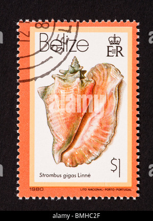 Timbre-poste du Belize représentant un coquillage (Strombus gigas) Banque D'Images