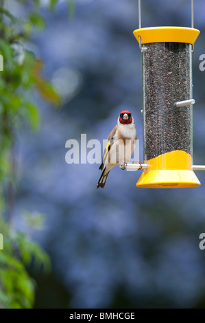 Chardonneret jaune sur un convoyeur d'alimentation des oiseaux nyjer dans un jardin Banque D'Images