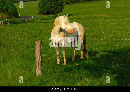 Étalon hanovrien, cheval gris, sur l'Alpage Banque D'Images