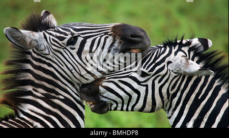 Les zèbres nuzzling les uns les autres, le Parc National de Ngorongoro, en Tanzanie. Banque D'Images