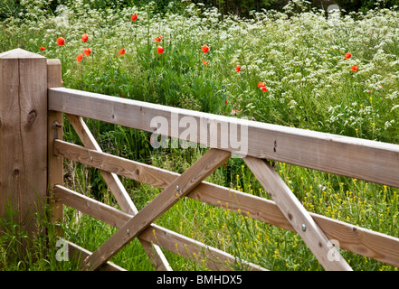 Cinq barreaux en bois dans un domaine de cow parsley et coquelicots rouges sauvages dans la campagne d'été typiquement anglais. Banque D'Images